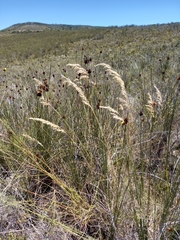 Pentameris eriostoma