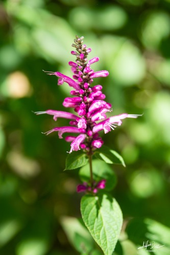 Mexican fuchsia sage