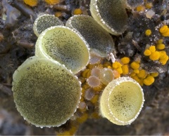 Ascobolus furfuraceus