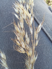 Pentameris eriostoma