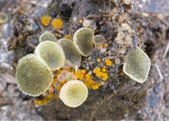 Ascobolus furfuraceus