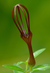 Ceropegia attenuata