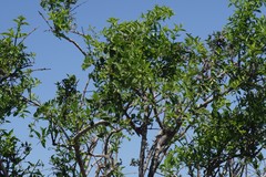 Azima tetracantha