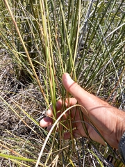 Pentameris eriostoma