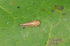Cicadula