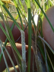 Pentameris eriostoma