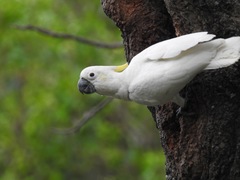 Cacatua sulphurea