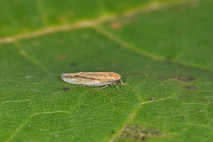 Cicadula