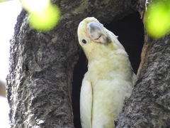 Cacatua sulphurea