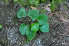 Heuchera longipetala