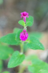 Stachys pilosissima