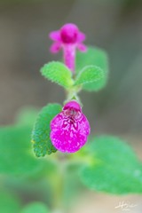 Stachys pilosissima
