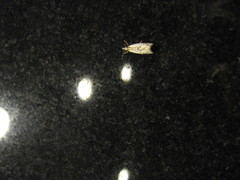 Pseudocatharylla duplicella