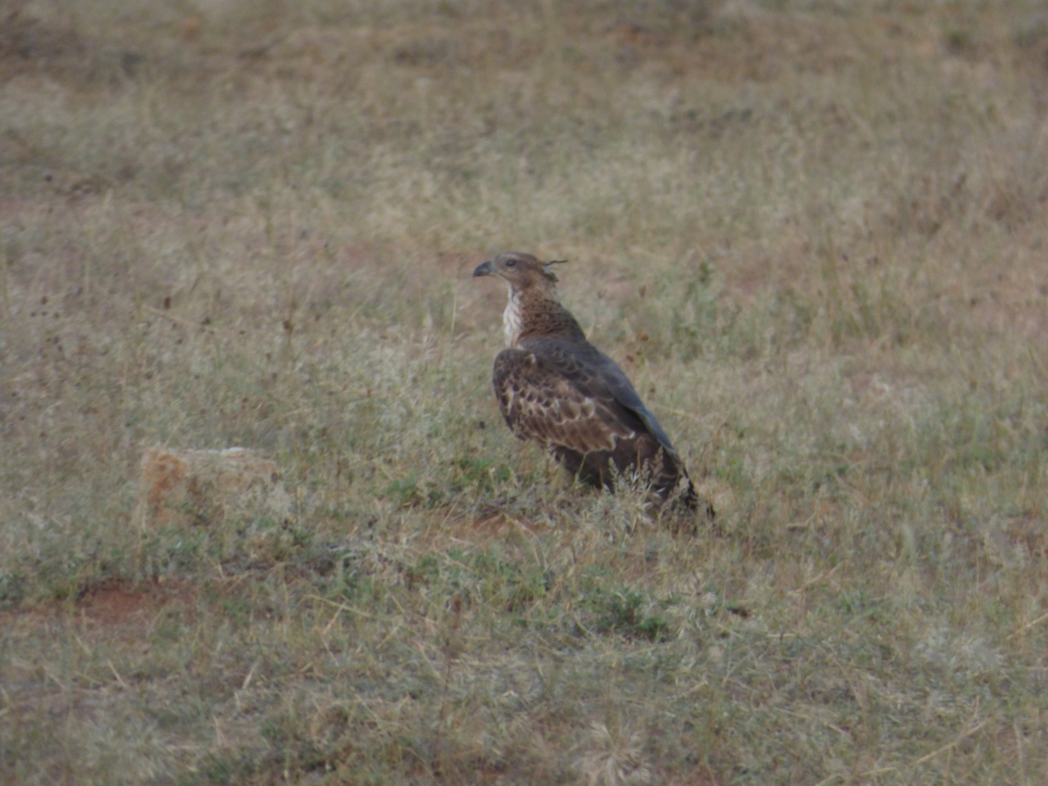Oriental Honey Buzzard