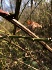 Rubus frondosus