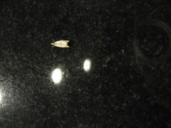 Pseudocatharylla duplicella