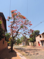 Delonix regia