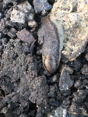 Arion fasciatus
