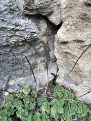 Ptyodactylus puiseuxi