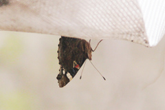 Vanessa atalanta