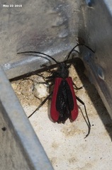 Amarysius altajensis