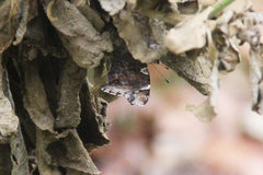 Vanessa atalanta