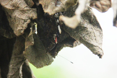 Vanessa atalanta