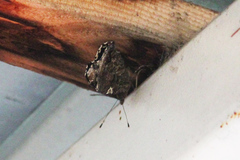 Vanessa atalanta