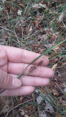 Carex flacca serrulata