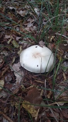 Agaricus brunneolus