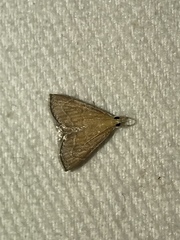 Glaphyriinae