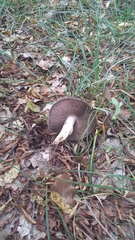Agaricus brunneolus