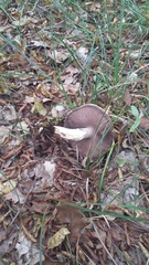 Agaricus brunneolus