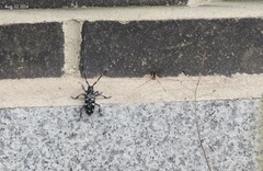 Anoplophora chinensis
