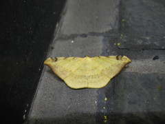 Luxiaria phyllosaria