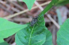Chlorophorus latofasciatus