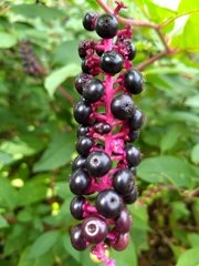 Phytolacca americana