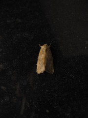 Spodoptera pecten