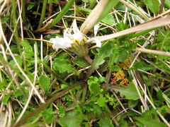 Brachyscome sinclairii