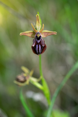 Ophrys mammosa