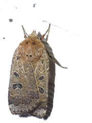 Abagrotis