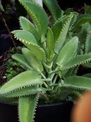 Kalanchoe laetivirens