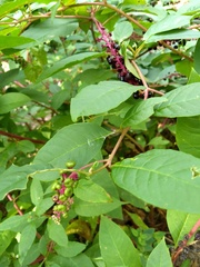 Phytolacca americana