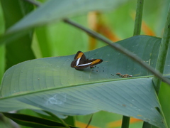 Adelpha cytherea marcia