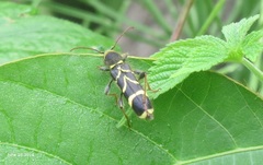 Cyrtoclytus capra