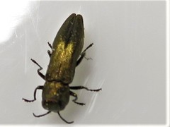 Agrilus politus