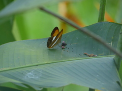 Adelpha cytherea marcia