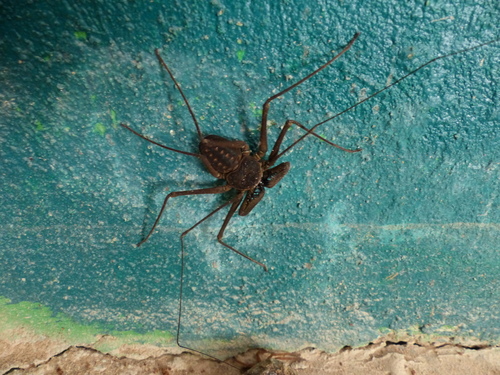 Paraphrynus azteca