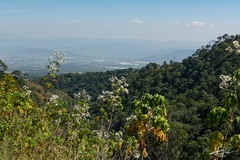 Montanoa bipinnatifida