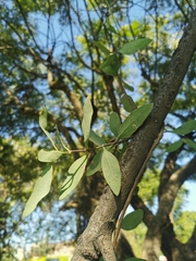 Struthanthus interruptus